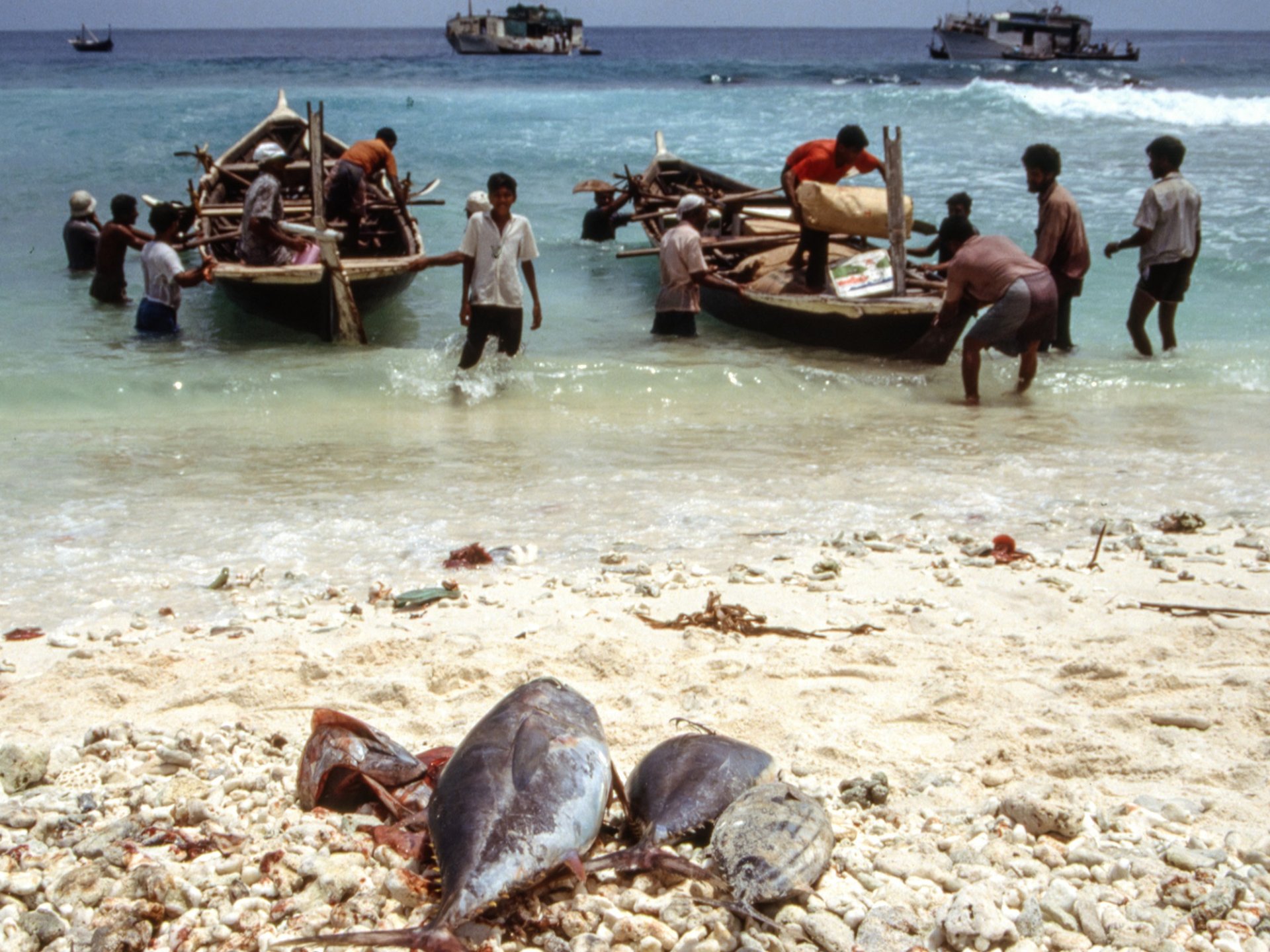 ފުވައްމުލަކުގައި ބަނދަރު ހެދުމުގެ ކުރިން ބޭނުންކުރި ރަސްގެފަންނު ބޭރު އޮތް ބޯޓަކުން މުދާ ބާލައިގެން އެއްގަމަށް ގެންދިއުމުގެ މަސައްކަތްކުރަނީ. ފޮޓޯ: ޕީޓާ މޯ